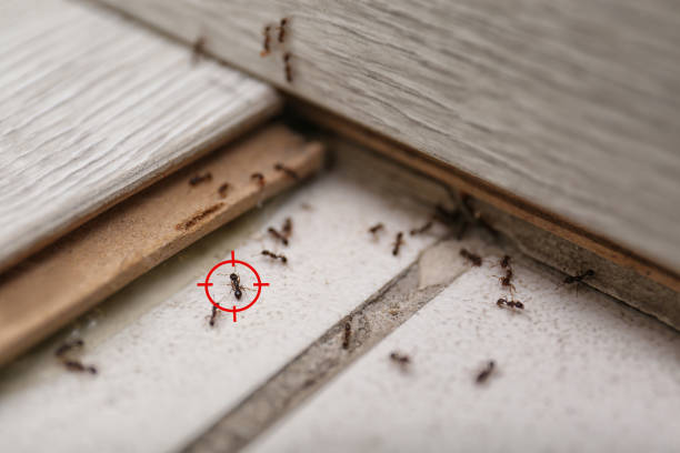 Best Wasp Removal Services  in Seymour, WI