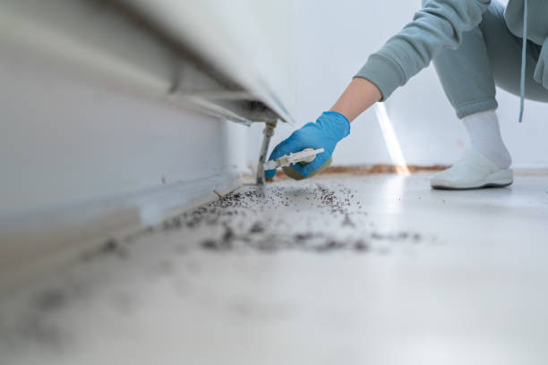 Best Flea Control Services  in Seymour, WI